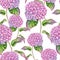 Watercolor floral seamless pattern with Hydrangea. Hand painted pink Hortensia flower with leaves isolated on white