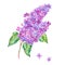 Watercolor floral spring card, blooming branch of lilac