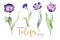 Watercolor floral tulip. Isolated colorful