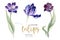 Watercolor floral tulip. Isolated colorful