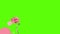 Watercolor flower design green screen animation