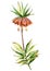 Watercolor flower fritillary
