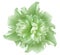 Watercolor flower  green peony.  on a white isolated background with clipping path. Nature. Closeup no shadows.