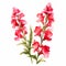 Watercolor Flower Illustration: Light Red And Pink Snapdragon Clipart