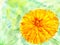 Watercolor flower marigold