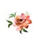 Watercolor flower. Orange beautiful hand drawn rose. Design for