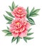 Watercolor flower peony pink green leaves decorative vintage illustration isolated on white background