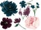 Watercolor flower peony rose and leaves marsala navy blue pink