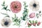 Watercolor flower set with eucalyptus leaves. Hand painted anemone, ranunculus, tulip, berries and branch isolated on