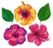 Watercolor flower set of hibiscus