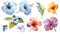 Watercolor Flowers Collection from Congo on a Clean White Background .