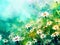 watercolor flowers - colorful daisies background