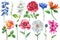 Watercolor flowers set with colorful wildflower. Dahlia, rose, poppy and cornflower, botanical floral element for design
