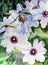 Watercolor flowers - white clematis