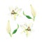Watercolor flowers of white lily, bright floral elements isolated on white