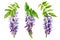 Watercolor flowers, wisteria on white background, spring, botanical illustration
