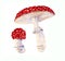 Watercolor fly agaric
