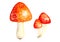 Watercolor fly agarics amanita set isolated on a white background