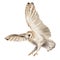 Watercolor flying owl barn owl. A realistic illustration of an owl. White bird with beige wings and head nocturnal bird