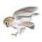 Watercolor flying owl barn owl. A realistic illustration of an owl. White bird with beige wings and head nocturnal bird