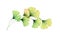 Watercolor foliage arch. Ginkgo tree branch. Round design element. Transparent green leaves isolated on white. Realistic