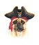 Watercolor french bulldog with Pirate blindfold and Pirate hat layer path.