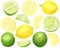 Watercolor fresh lemon and lime set. Hand drawn botanical illustration of yellow and green citrus fruits isolated on