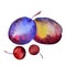 Watercolor fruit plums and cherries isolated on a white background.