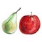 Watercolor fruits pear, red apple