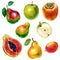 Watercolor fruits, set. Apples, pears, papaya, persimmon, mango