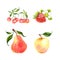 Watercolor fruits set: cherry, pear, strawberry, apple