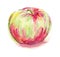 Watercolor fuji gala honeycrisp apple illustration