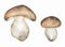 Watercolor fungi illustration, porcini mushrooms clipart set, hand drawn clip art