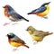 Watercolor garden birds illustration. Bird set