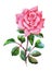 Watercolor garden blooming red roses illustration on white background.