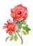 Watercolor garden blooming red roses illustration on white background.