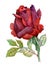 Watercolor garden blooming red roses illustration on white background.