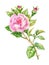 Watercolor garden blooming red roses illustration on white background.