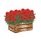 Watercolor garden illustration with red begonia in the old wooden box, potted plant, gardening flower