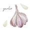 Watercolor garlic healthy food. Hand painted spices. Eco food for design menu, cook book