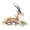 Watercolor Gazelle with flowers on grass. African animlas clipart.