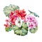 Watercolor geranium composition
