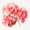 Watercolor Geranium Flowers Illustration - Hand Drawn Art