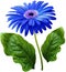 Watercolor gerbera flower blue. Flower not stalk with green leaves isolated on white background. No shadows with clipping path. Fo