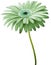 Watercolor gerbera flower green. Flower not stalk isolated on white background. No shadows with clipping path. For design.