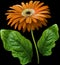 watercolor gerbera flower orange. Flower not stalk with green leaves isolated on black background. No shadows with clipping path.