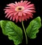 Watercolor gerbera flower pink. Flower not stalk with green leaves isolated on black background. No shadows with clipping path.