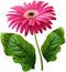 Watercolor gerbera flower pink. Flower not stalk with green leaves isolated on white background. No shadows with clipping path. Fo