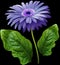 Watercolor gerbera flower purple. Flower not stalk with green leaves isolated on black background. No shadows with clipping path.