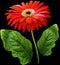 Watercolor gerbera flower red. Flower not stalk with green leaves isolated on black background. No shadows with clipping path. Fo